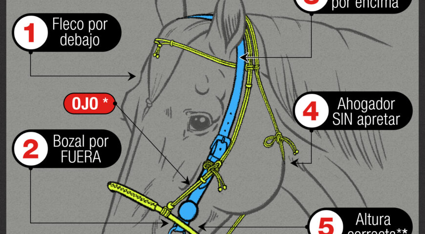 CÓMO PONER CORRECTAMENTE EL BOZALILLO (cuando se usa al mismo tiempo que el freno)
