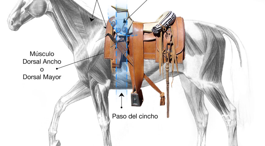 Lugar correcto para colocar la montura en el lomo del caballo