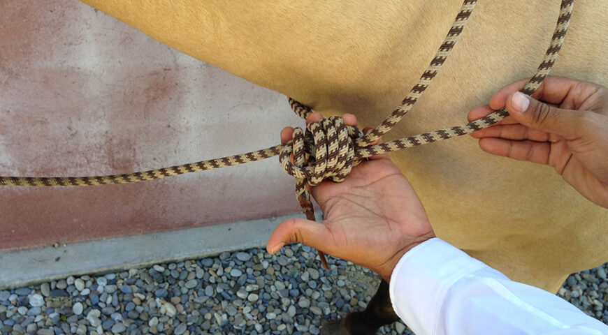 Cómo se hace anuda el ronzal cuando se monta a pelo