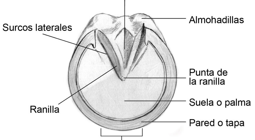 Partes infieriores del casco