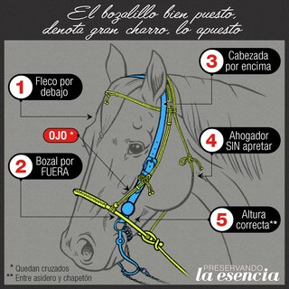 CÓMO PONER CORRECTAMENTE EL BOZALILLO (cuando se usa al mismo tiempo que el fren