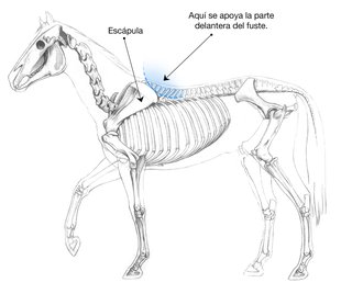 Lugar correcto para colocar la montura en el lomo del caballo
