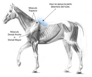 Lugar correcto para colocar la montura en el lomo del caballo