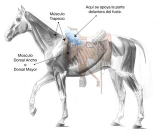 Lugar correcto para colocar la montura en el lomo del caballo