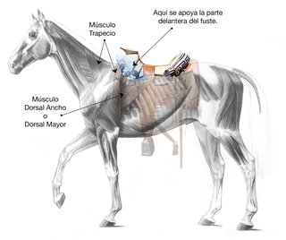 Lugar correcto para colocar la montura en el lomo del caballo