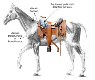 Lugar correcto para colocar la montura en el lomo del caballo