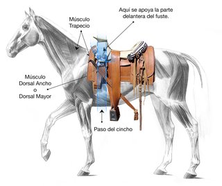 Lugar correcto para colocar la montura en el lomo del caballo