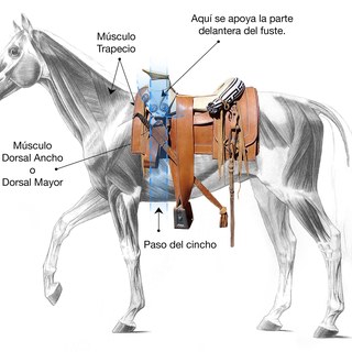 Lugar correcto para colocar la montura en el lomo del caballo