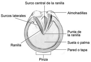 Partes del casco