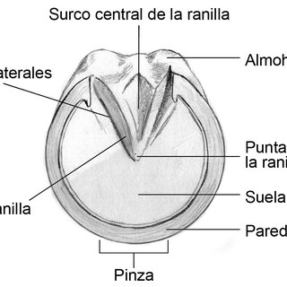 Partes infieriores del casco