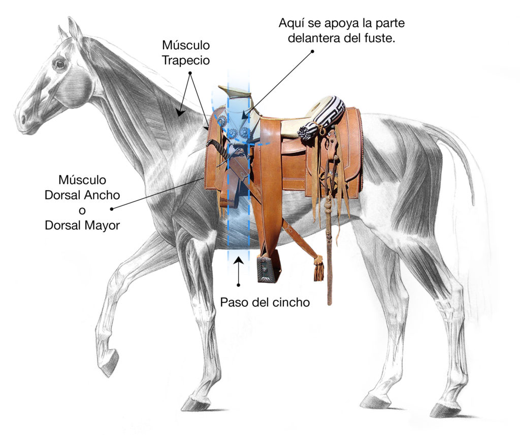 Dónde colocar la montura en el lomo del caballo