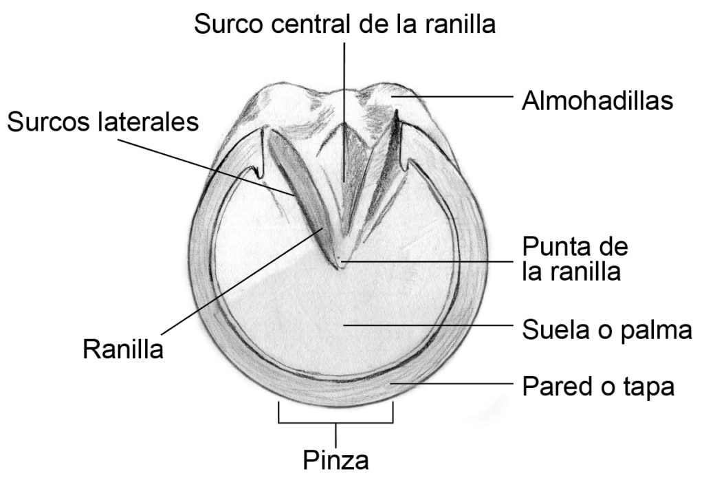 Partes del casco